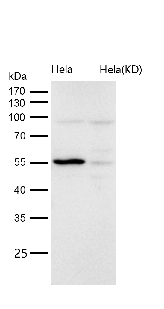 LMAN1 Rabbit mAb