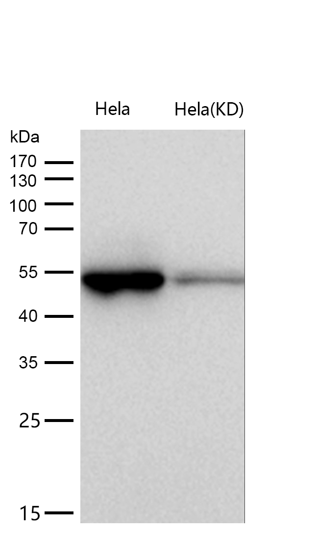 MLKL Rabbit mAb