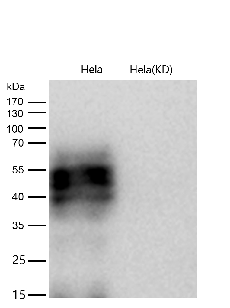 CD147 Rabbit mAb