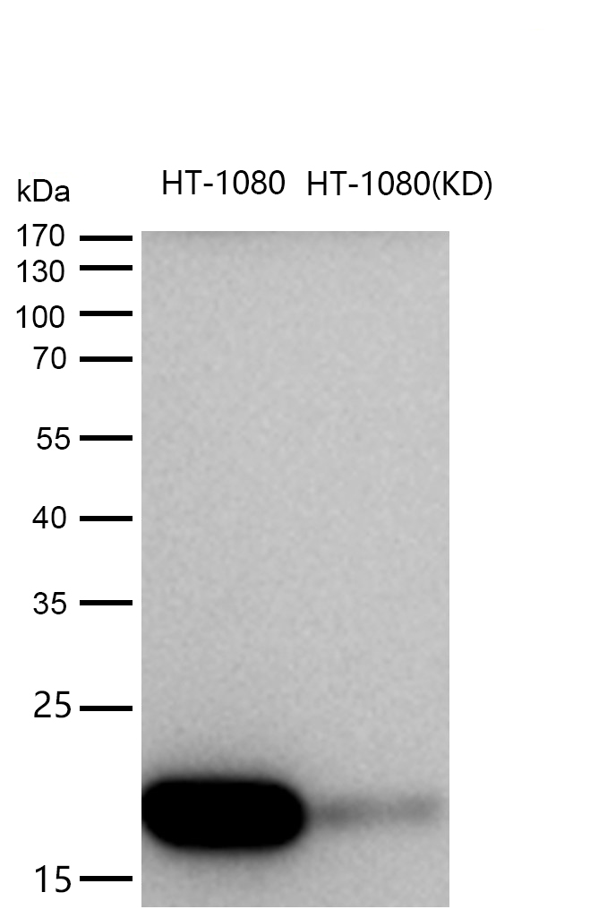 COX IV Rabbit mAb