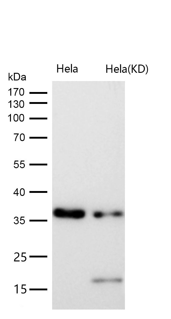 QK1 Rabbit mAb