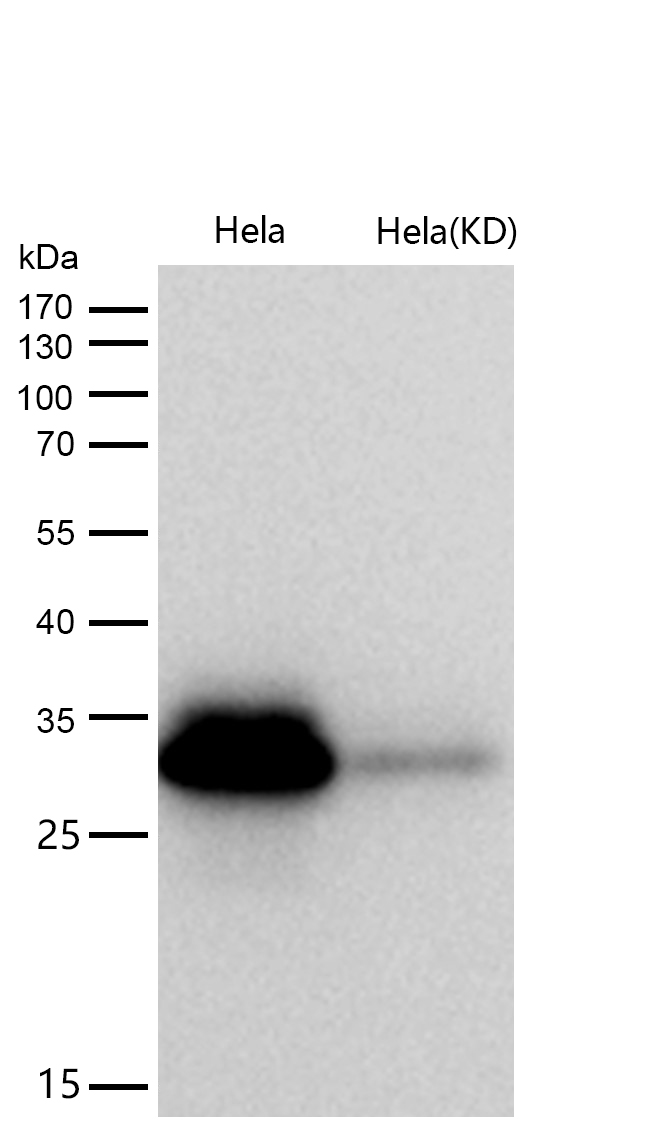 C1QBP Rabbit mAb