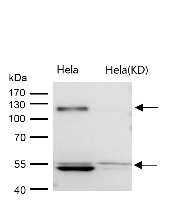 ORP1 Rabbit mAb