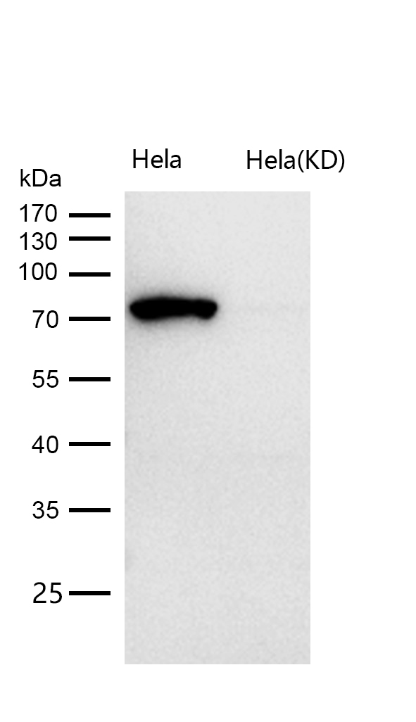 MUTA Rabbit mAb