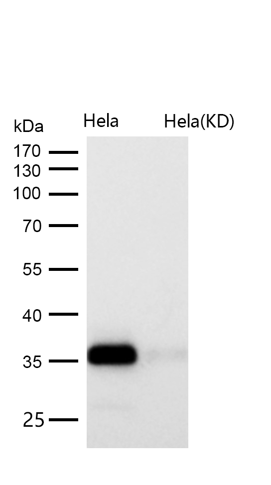 Syntaxin 16 Rabbit mAb