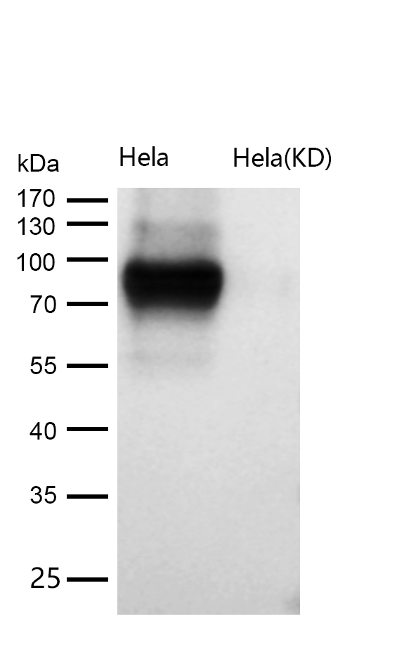 CD44 Rabbit mAb