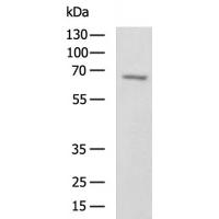 DUSP8 Antibody