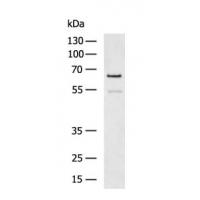 FZD2 Antibody