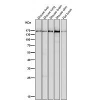 MSH6 Antibody