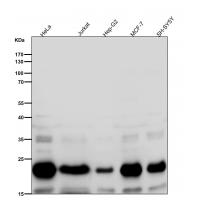 Rac3 Rabbit mAb