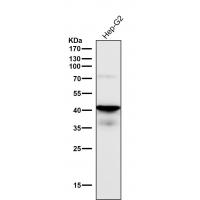 TDP 43 Rabbit mAb