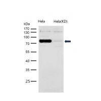 STAT1 (Phospho-Ser727) Rabbit mAb