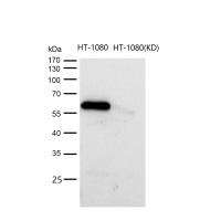 Smad2 (Phospho-Ser250) Rabbit mAb