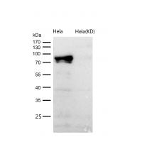 STAT3 (Phospho-Tyr705) Rabbit mAb