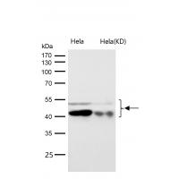 GSK3α/β(Phospho-Tyr216/Tyr279) Rabbit mAb