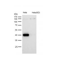 PBK/TOPK (Phospho-Thr9) Rabbit mAb