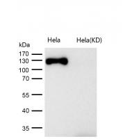 GM130 Rabbit mAb