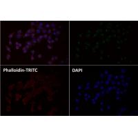 GM130 Rabbit mAb