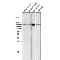 GM130 Rabbit mAb