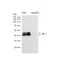 ERK1/2 Rabbit mAb