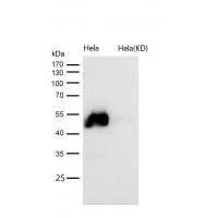 GATA2/3 Rabbit mAb