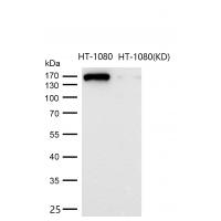 EEA1 Rabbit mAb 