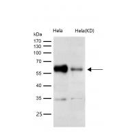 Cdc25C Rabbit mAb