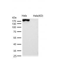 Clathrin heavy chain Rabbit mAb