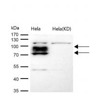 Calpain 1 Rabbit mAb