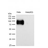 CD276 Rabbit mAb