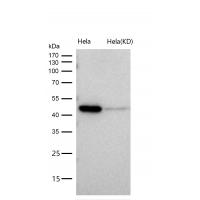 Atg4B Rabbit mAb