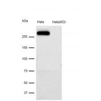 CHD3 Rabbit mAb