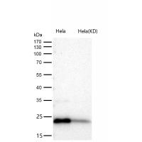 DHFR Rabbit mAb 