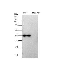 AMBP Rabbit mAb