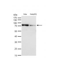 Grp75 Rabbit mAb