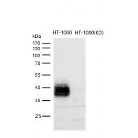 CD82 Rabbit mAb