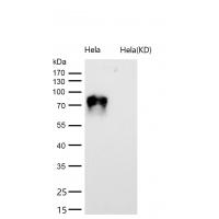 CD166 Rabbit mAb