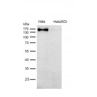 CLASP1 Rabbit mAb