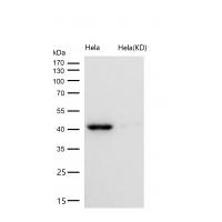 BMP6 Rabbit mAb