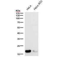 GDF3 Rabbit mAb