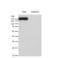 EHMT2/G9A Rabbit mAb