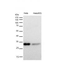 BCL2L12 Rabbit mAb