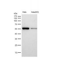 CBX2 Rabbit mAb