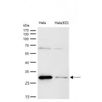 PHAPI2 / APRIL Rabbit mAb