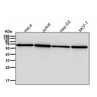 ABCE1 Rabbit mAb