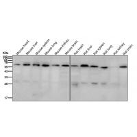 ABCE1 Rabbit mAb