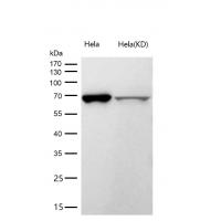 ABCE1 Rabbit mAb