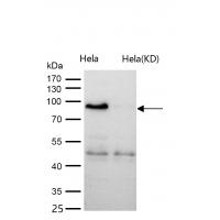 Calmegin Rabbit mAb