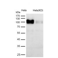 FE65 Rabbit mAb