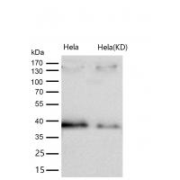 CRKII Rabbit mAb